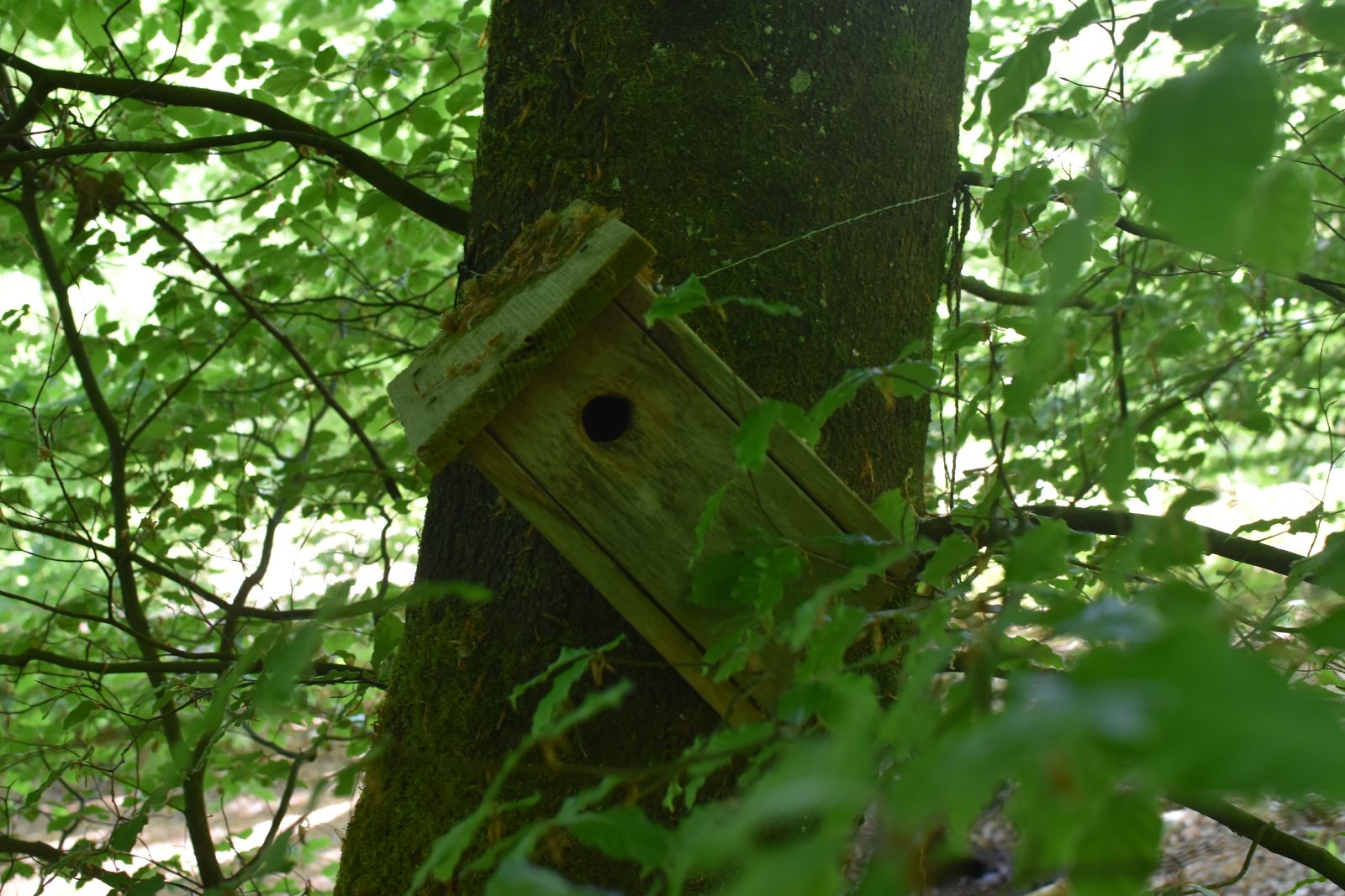 Ein Vogelhaus beim Waldplatz der Waldkinder Länggasse im Bremgartenwald